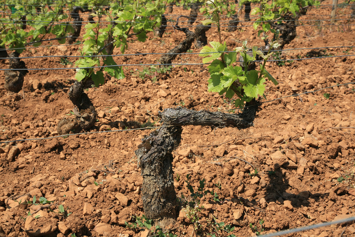 Vineyards & Wine-growing