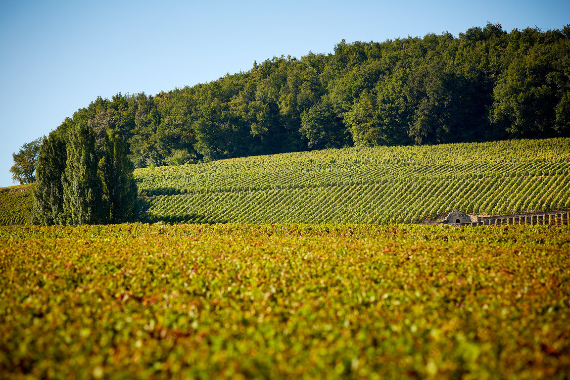 Corton Vineyards