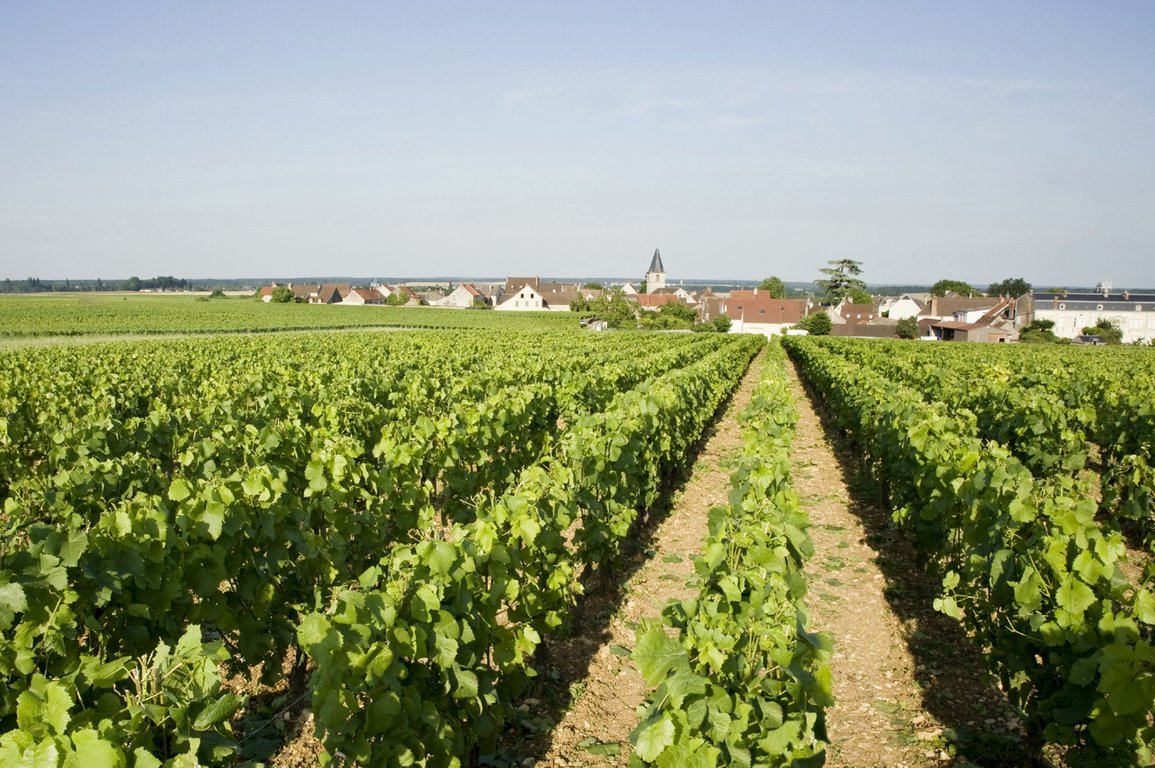 Romanée-Saint-Vivant