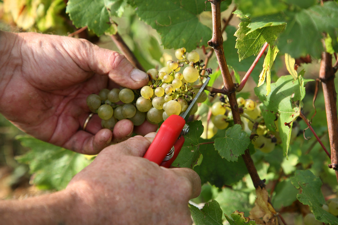 Harvest