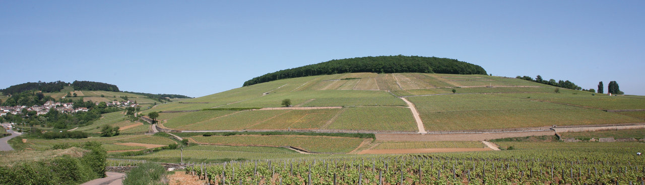 Corton Hillside