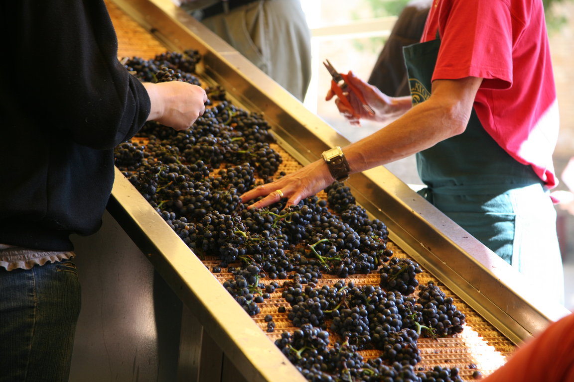 Harvest - Sorting