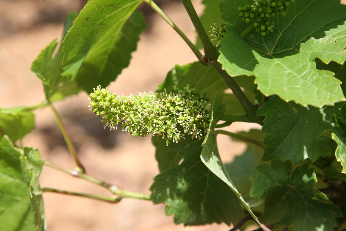 Flowering