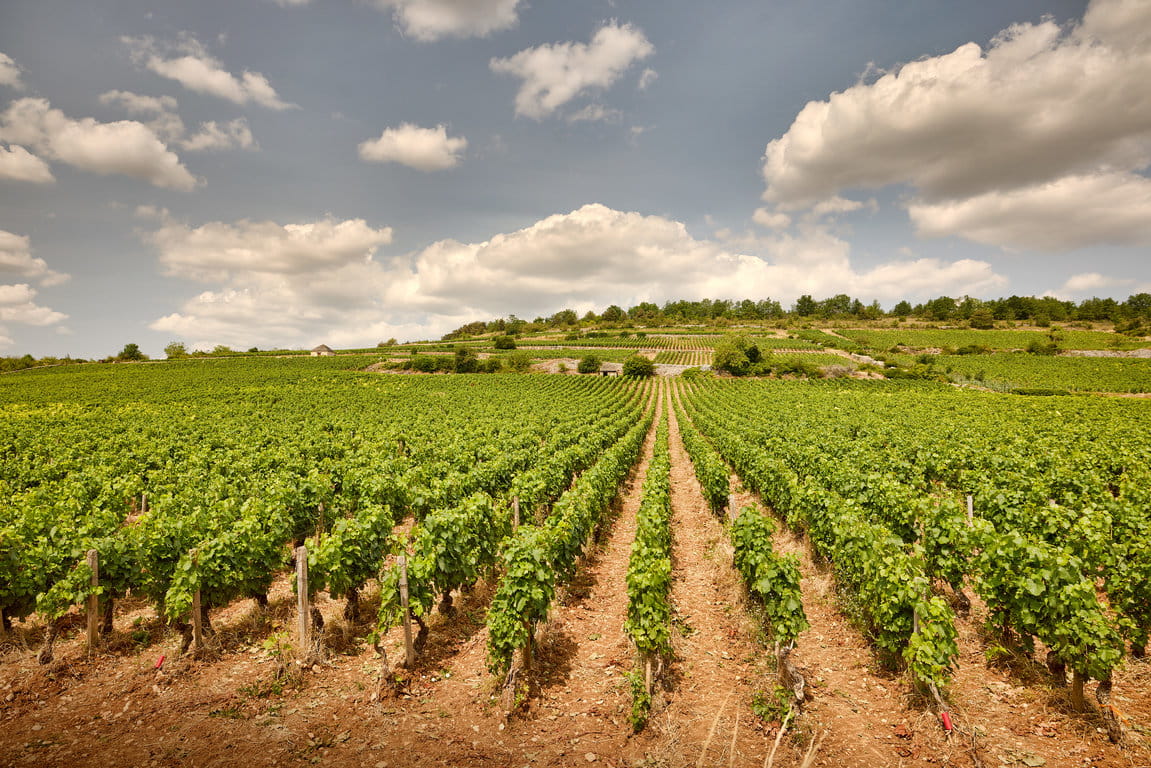 Montrachet Grand Cru plot