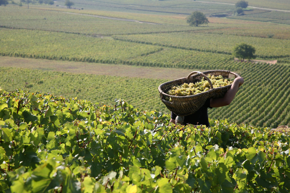 Vendanges