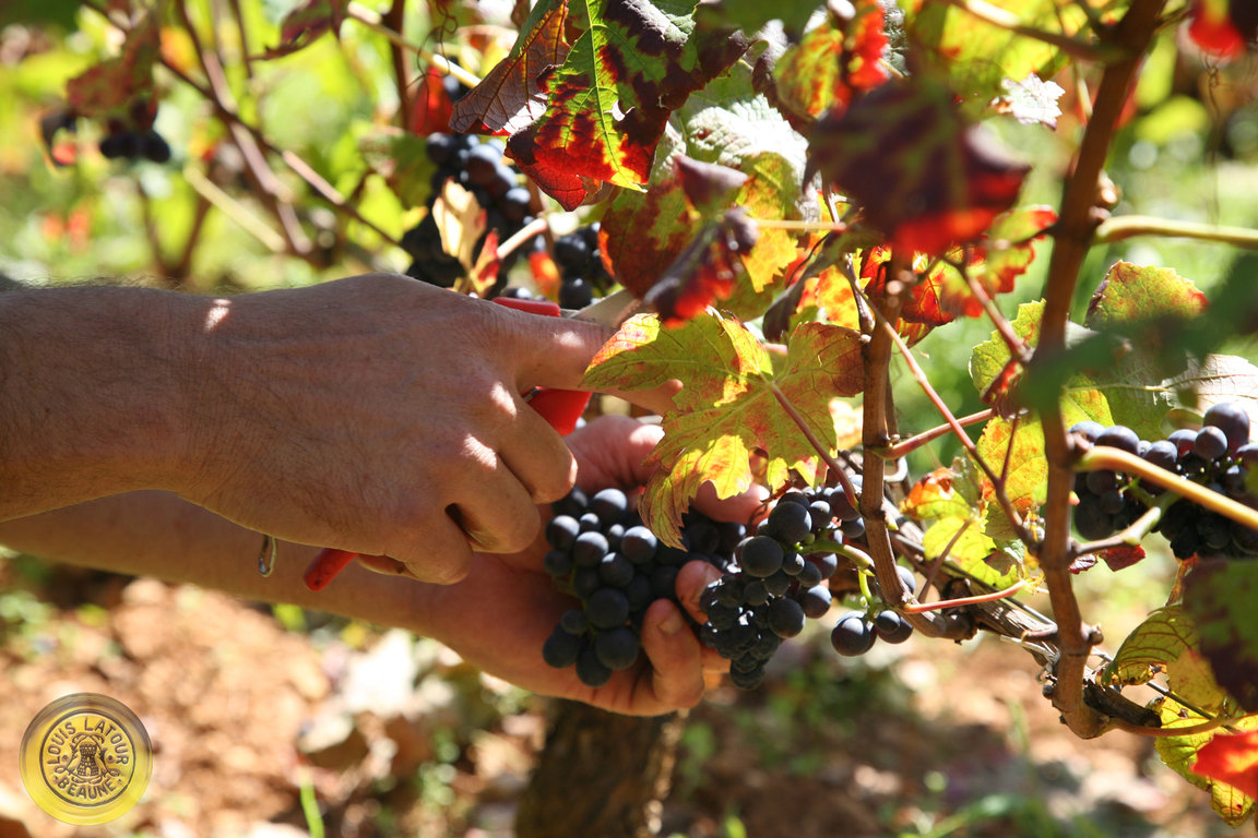 Vendanges